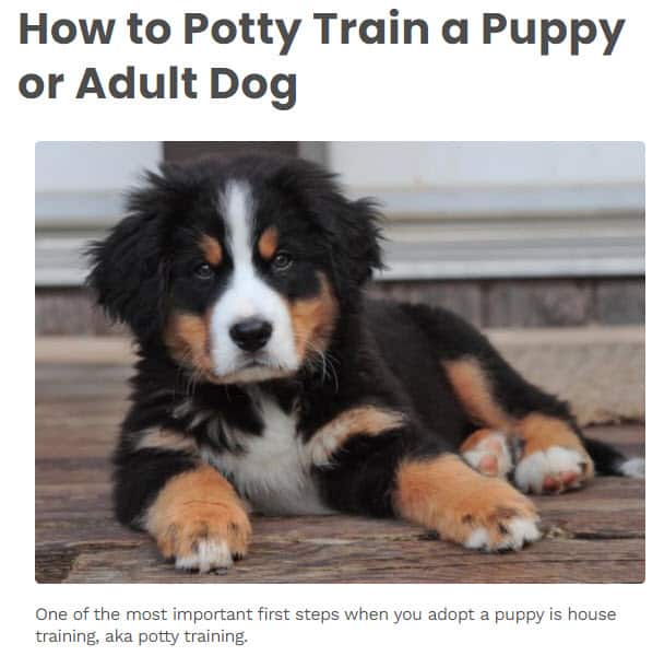 Pet Blog How To Post Example